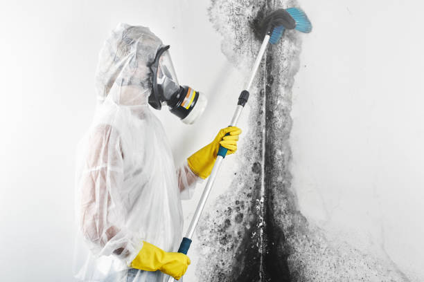 Best Post-Construction Mold Inspection  in Campton Hls, IL